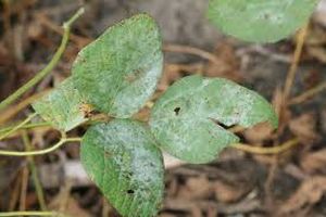 uploads/images/disease/powdery mildew of soya bean.jpg